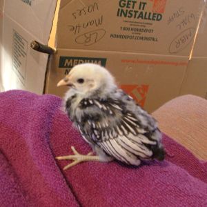 This is one of our new chicks! She is a Silver Laced Sebright.