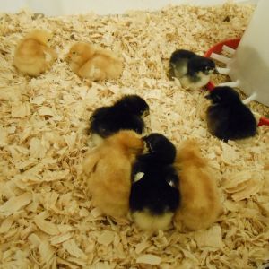The day I brought them home! 8 Peeps: 4 Australorps and 4 Red Pullets (no clue what kind of "red" they will be yet!)