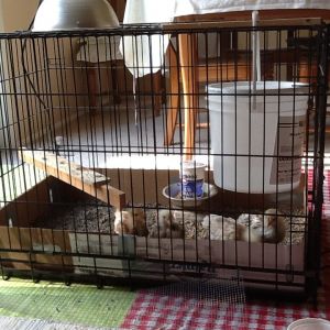 Their dog kennel is 2' x 3' and has a cardboard box to hold the sand.  I used two plastic table cloths to protect the carpet.  They kick a lot of stuff out!