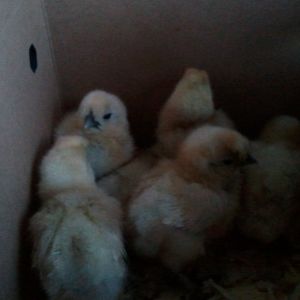 My new silkies