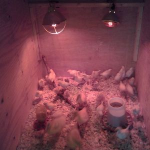 Ducks are in charge !