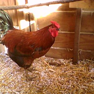 This is Road Runner our only rooster raised him from a chick, he is a year old now.