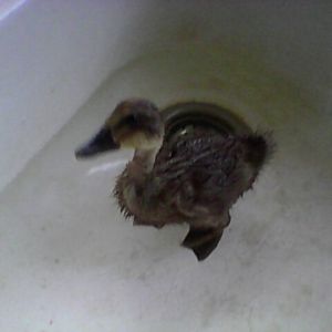 Pablo swimming in the kitchen sink 2012 in June.