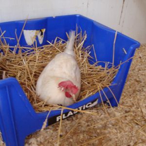 Our first nests were recycle bins. The chickens loved them.