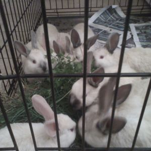 My California Rabbits