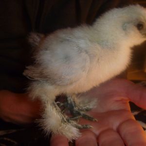 Blue Splash Silkie