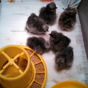2 day old silkies.