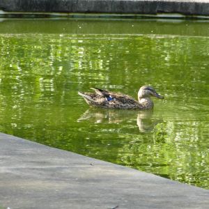 mallard on pool in SC