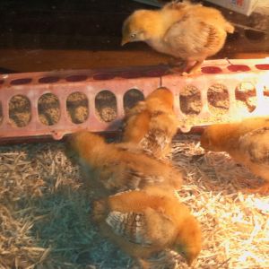 My 2 week old Hampshire chicks