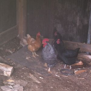 Rocky and his girls chillin in the wood shed