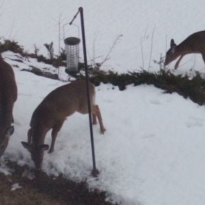 Deer in our yard 3/24/13