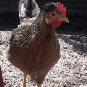 Bronte a Cream Legbar