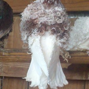 Red grizzle cock