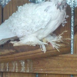 Red grizzle hen