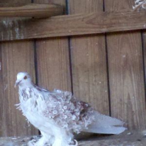Red grizzle hen