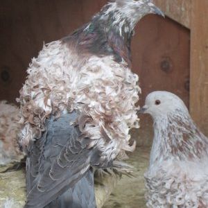 Tortoise hen