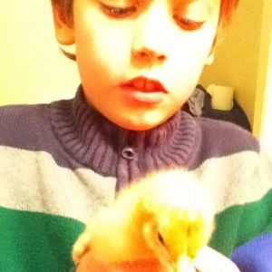 My son holding a baby leghorn