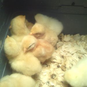 The day we got our biddies.