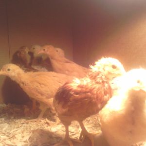 A little buff coming to check things out.