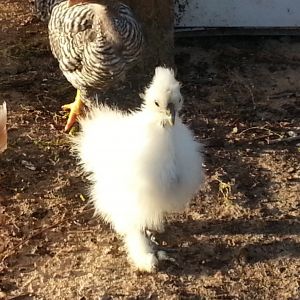 This is one of my two Silkies.  This is my first year of raising chickens and I am loving it!  My pretty little silkie strutting her stuff!