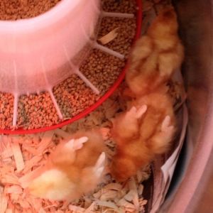 Baby chicks checking out their new home.