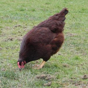 My Rhode Island Red named Merlot  !!