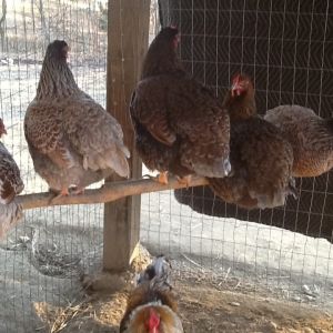 Blue laced red wyandottes