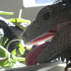 Komodo Joe enjoying his salad