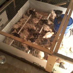 Notice the roost made of PVC and 2x4 blocks. they like it but have trouble with it. I am going to change it to all 2x4's. The coop floor is a sheet of plastic with newspaper sheets which they seem to enjoy shredding morning and night.  The bottom 10" or so is covered with "house wrap" or any other solid material. We had a chick who got stuck trying to climb through the chicken wire walls.