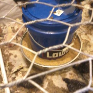 My homemade feeder. Make sure the holes are about 1" from the bottom of the bucket to ensure that smaller chicks can get feed since their necks and legs are too short to reach down into the trough for the food.