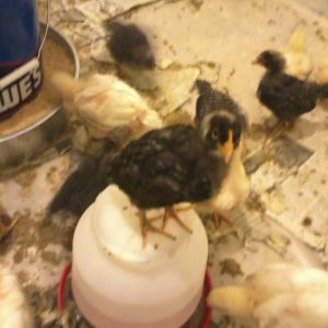 My baby comes to say hi. Every time I open the cage, she jumps up onto the waterer and then up onto my arm as soon as I put it in for any reason. She just wants to be help stroked and talked with. My dog is jealous... I'm wondering why I need a dog!