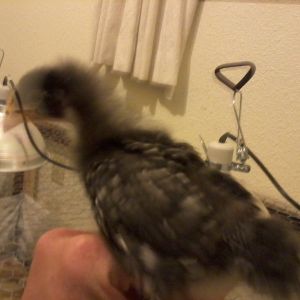 Looking around and talking to me. Sorry for the blurs. She wouldn't stand still.