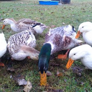 Appleyard ducks