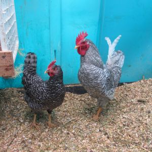 These are my Barred Hollands.  They were labeled as Barred Rock but they seemed slightly different than the Barred Rocks I remembered, especially when they started laying WHITE eggs.  After much research, discussion, and finally a shout out for help, it was determined these were Barred Hollands.  My roo, as shown, is with one of his 5 hens.