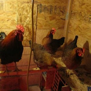 This is Mister and his 4 hens inside their coop.