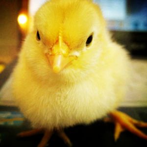 Chickens