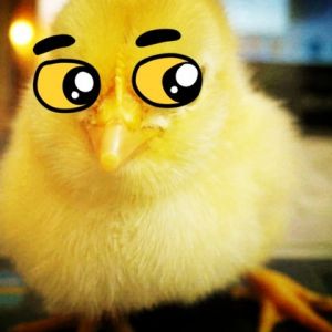 Chickens