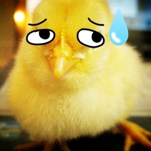 Chickens