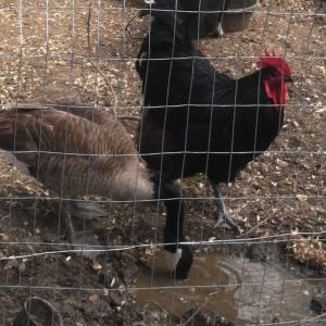 Pete and Big Mack with Penelope in the back