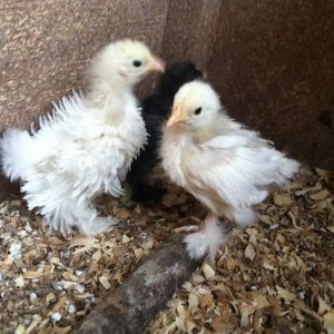 Frizz and her brooder mates