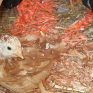 Brown Leghorn Pullet