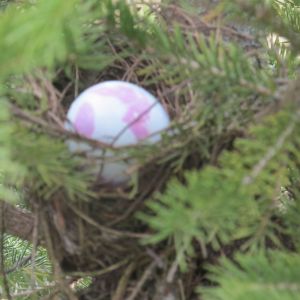 From traditional Easter egg hunt 2012.  Found some real birds nest to hide eggs in.  Kids got a real kick out of it!