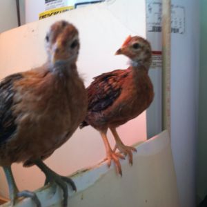The twins Nugget and Buttercup