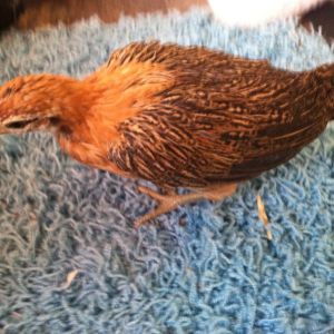 Nugget