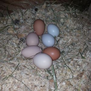 Pretty eggs!