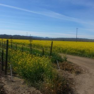 winter mustard between the vines