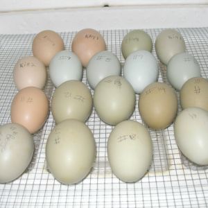 This is my 18 eggs in the incubator...I candled them and all of them are all good :)