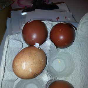 New Splash Marans pullet doesn't lay as nice color as my others.  But the egg is HUGE!