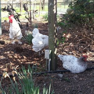 Joe and gals do some digging and napping