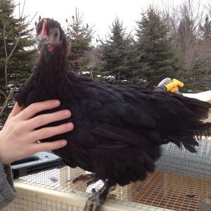 One of the pullets. I'll call her #1 for now, so I can tell which pics are of her when I add more.